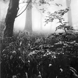 Prales v ranní mlze, Beskydy, 1974